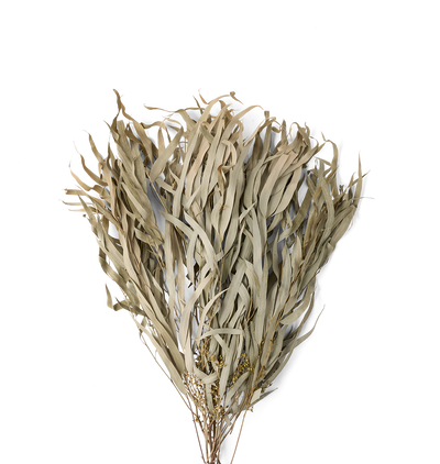 A dried botanical bundle featuring long, slender, dusty-beige leaves and small clusters of tiny yellow flowers, set against a solid white background.