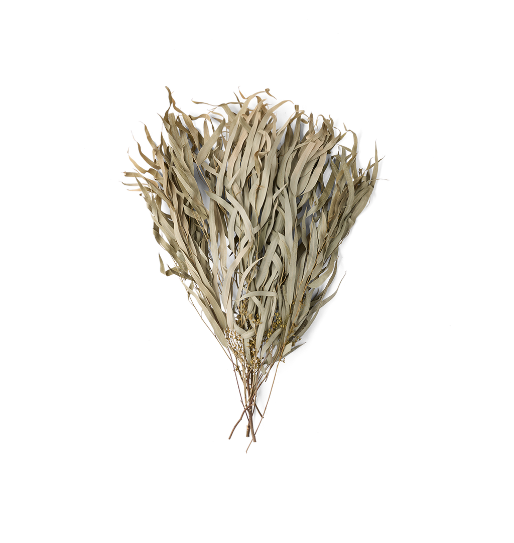 A bundle of dried, pale beige leaves with fine branching stems, photographed against a solid white background.