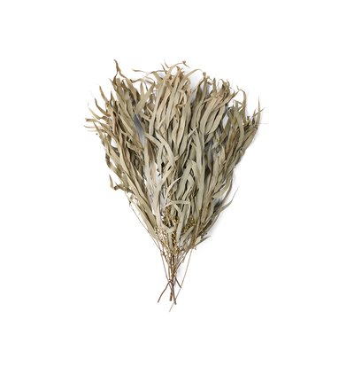 A bundle of dried, pale beige leaves with fine branching stems, photographed against a solid white background.