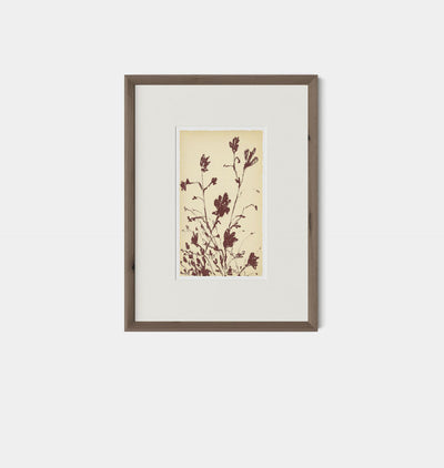 Meadow Rue No.3 by Shaina Page Framed Print Walnut