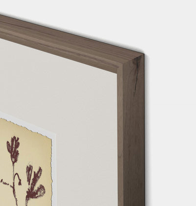 Meadow Rue No.3 by Shaina Page Framed Print Walnut