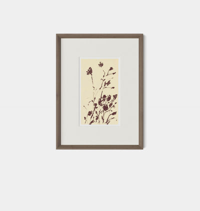 Meadow Rue No.8 by Shaina Page Framed Print Walnut