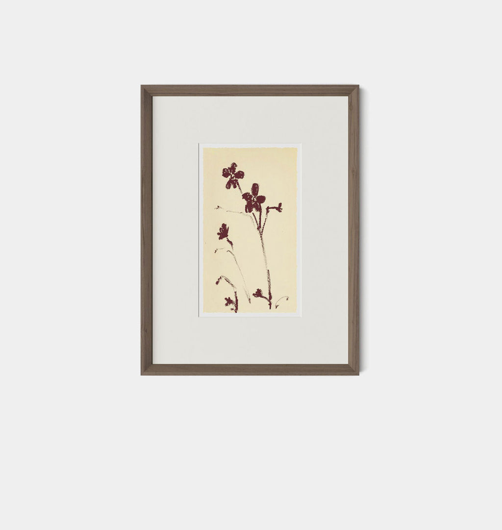 Meadow Rue No.9 by Shaina Page Framed Print Walnut