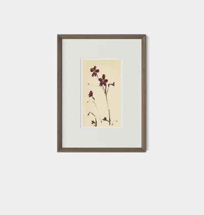 Meadow Rue No.9 by Shaina Page Framed Print Walnut