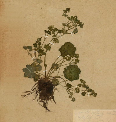 Petite Study no. I Unframed Print