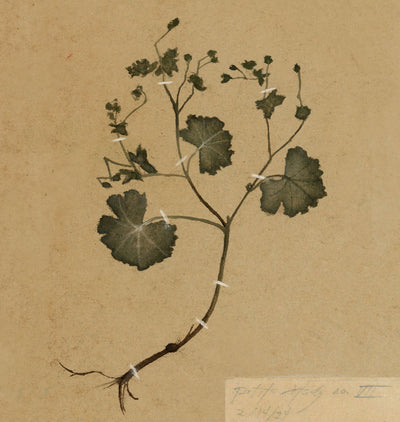 Petite Study no. II Unframed Print