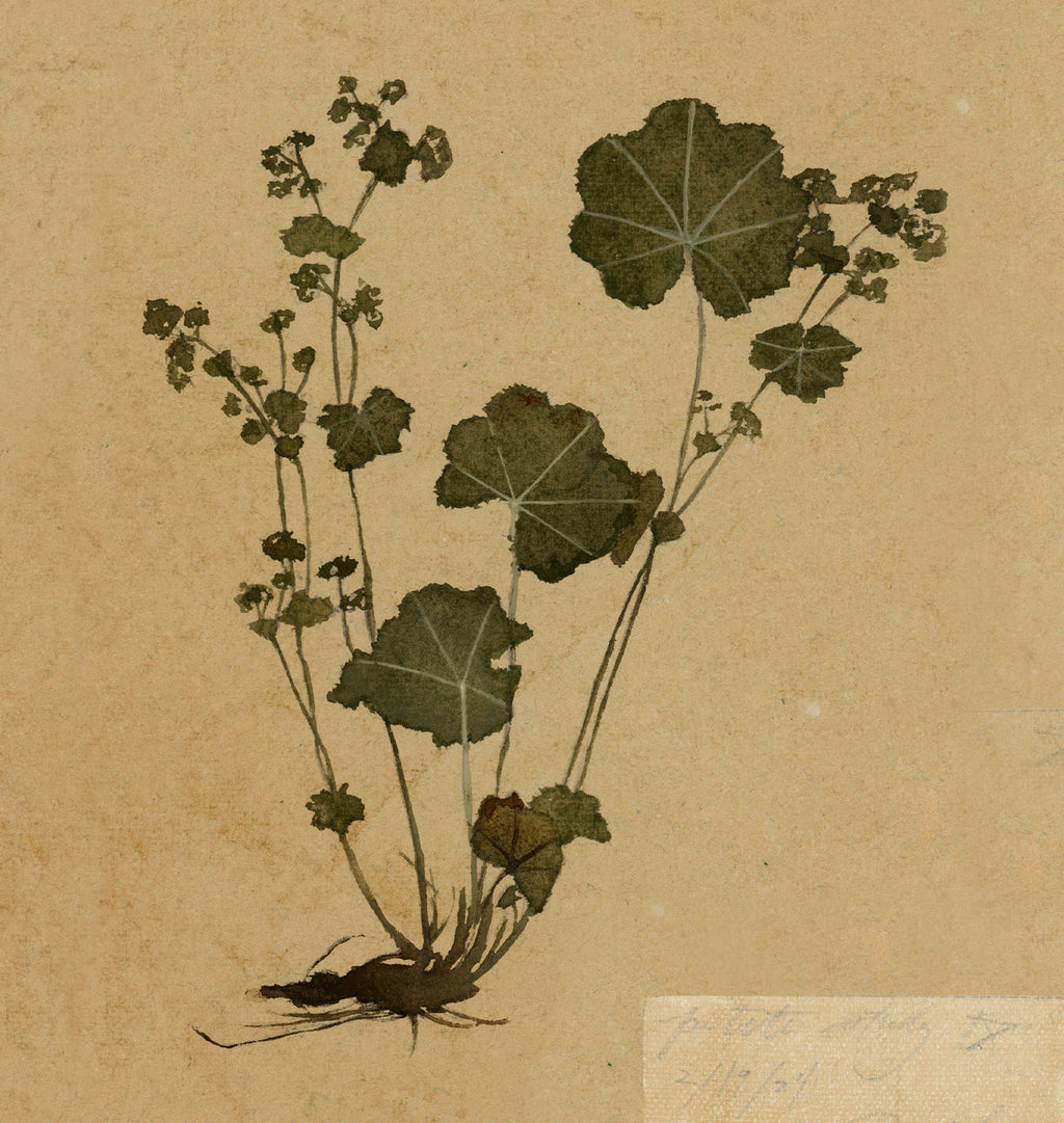 Petite Study no. III Unframed Print