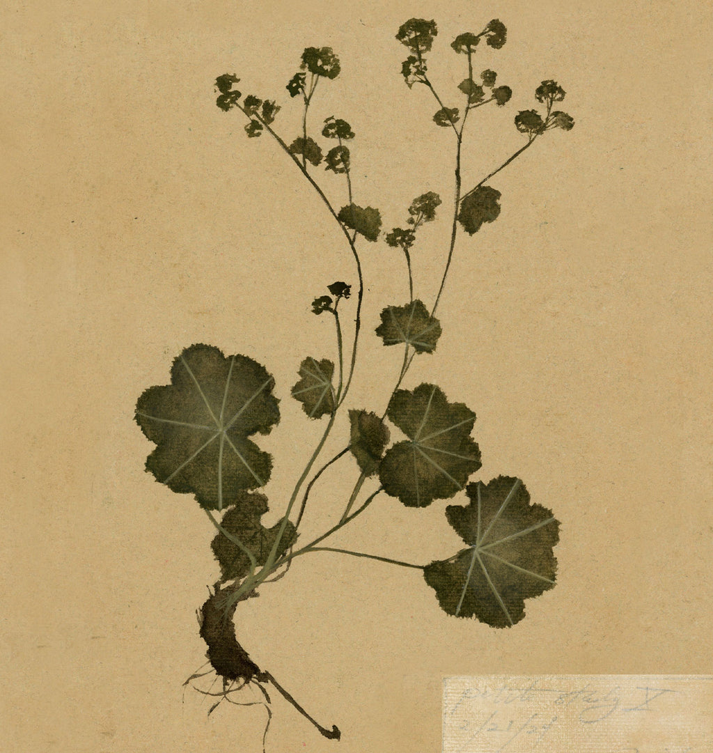 Petite Study no. IV Unframed Print