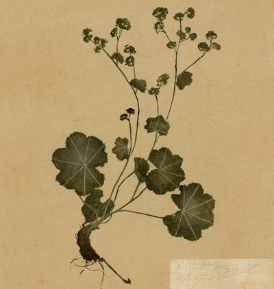 Petite Study no. IV Unframed Print