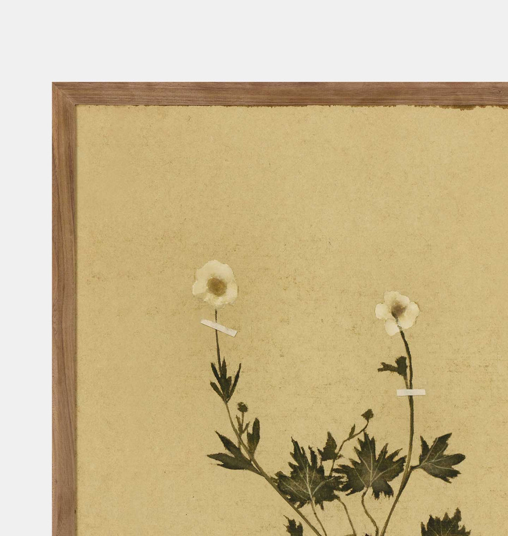 Petite Study No. V by Hannah Winters Framed Print