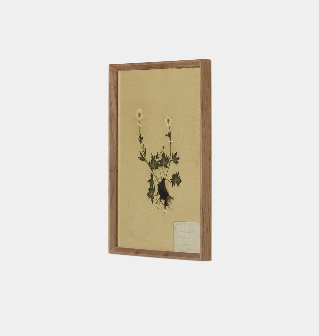 Petite Study No. V by Hannah Winters Framed Print