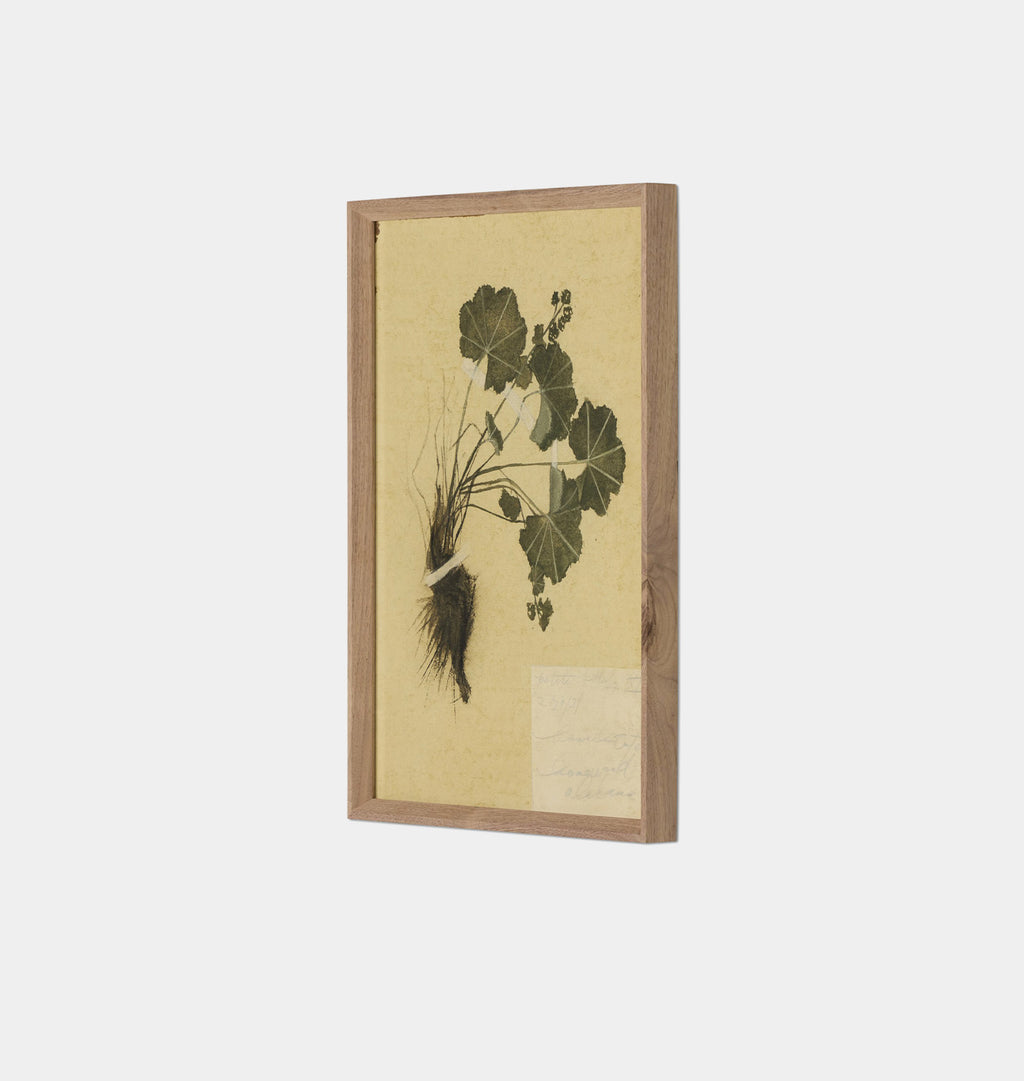 Petite Study No. VII by Hannah Winters Framed Print