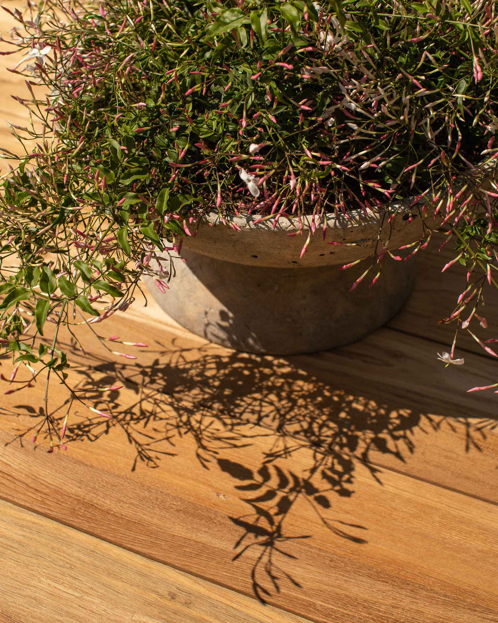 Saucer Planter