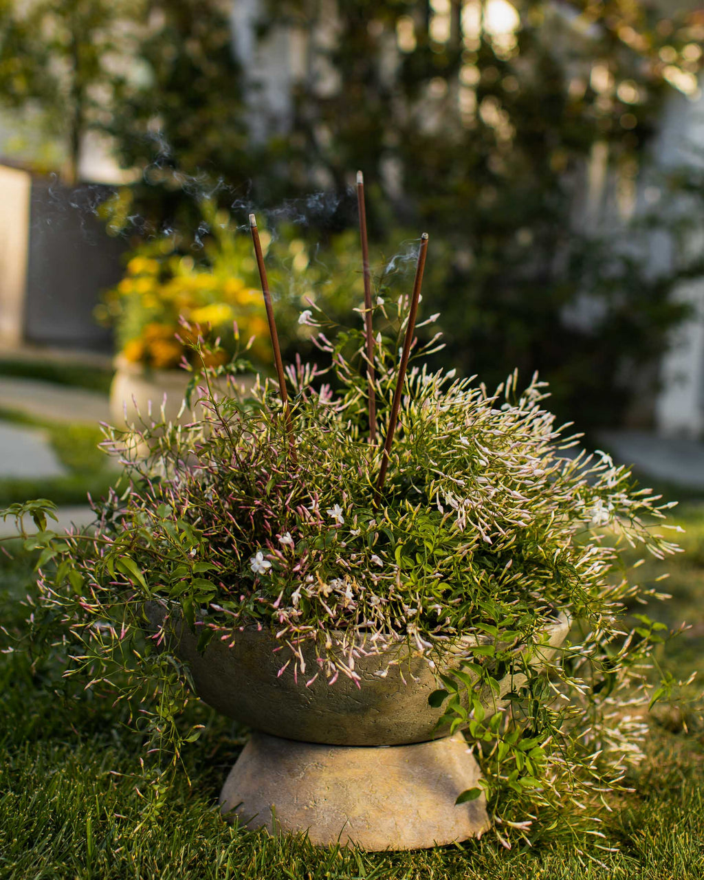 Saucer Planter