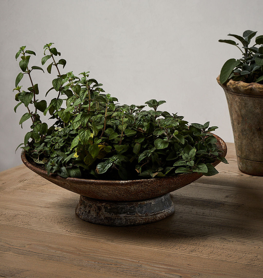 European Saucer Planter