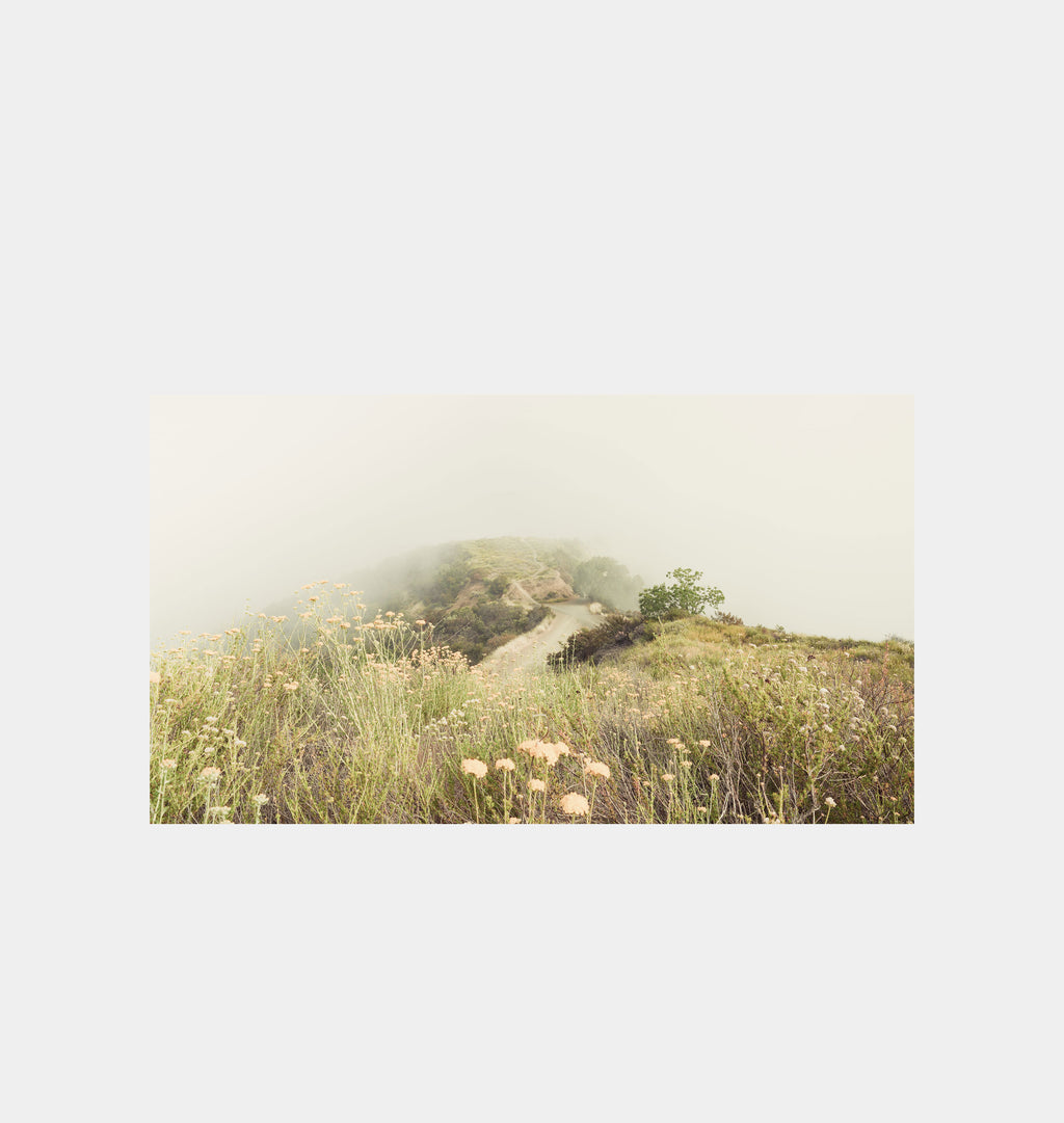 Jin-Woo Morning Glory