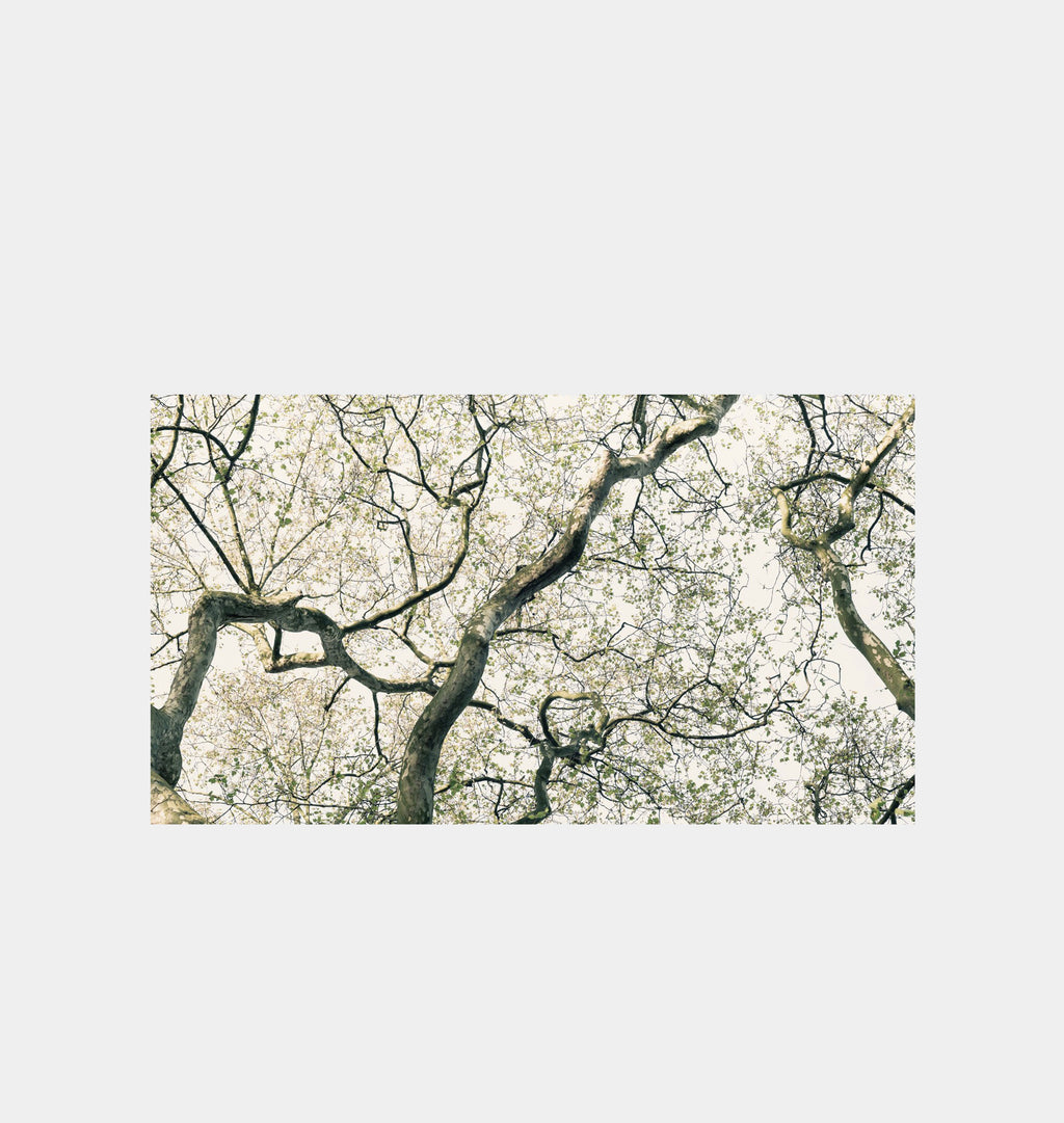 Jin-Woo Hyde Park