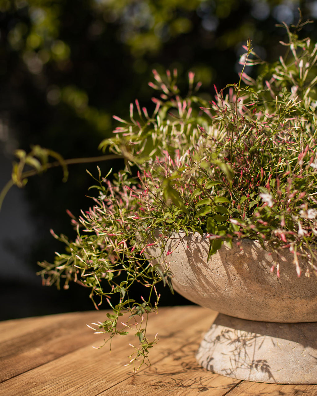Saucer Planter